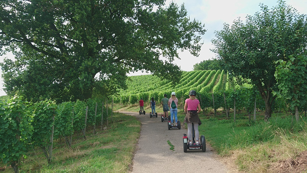 Segwaytour Segwayfahren durch den Weinberg