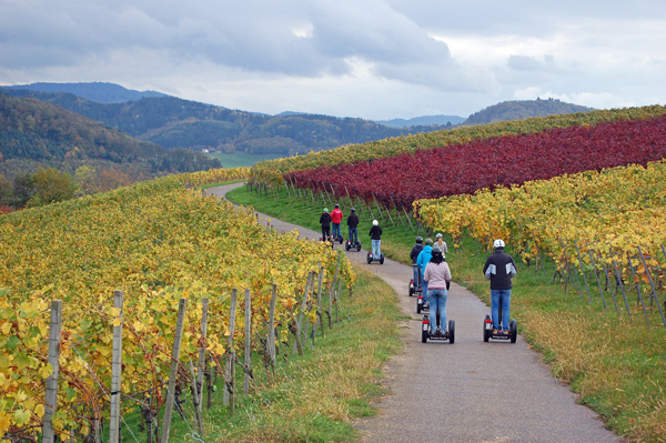 Herbst im Buchholzer Weinberg