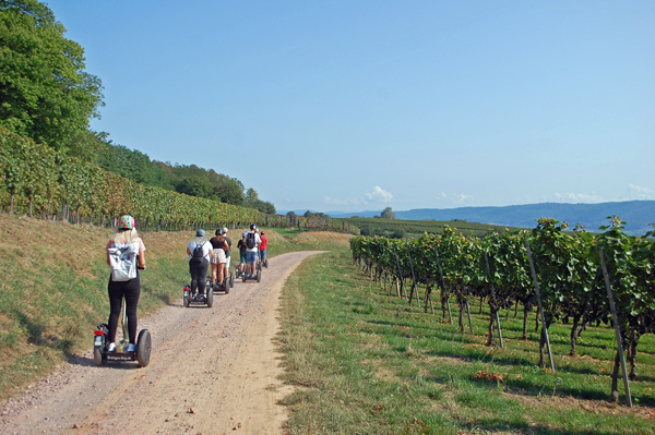 Weinberge wohin das Auge reicht